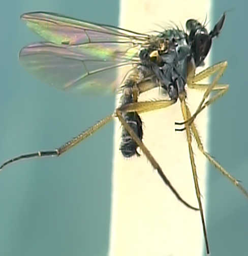 Argyra perplexa